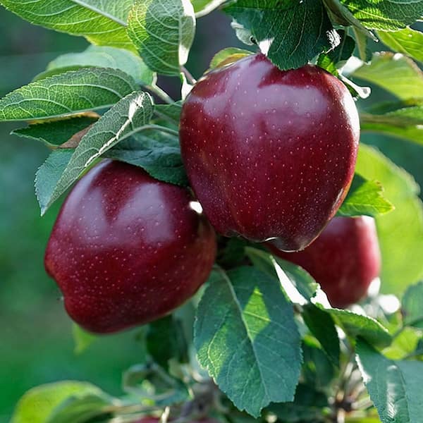 سیب قرمز زغالی دماوند درشت سبدی